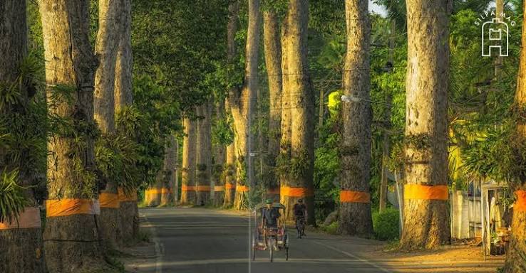 ถนนต้นยางนาลำพูน
