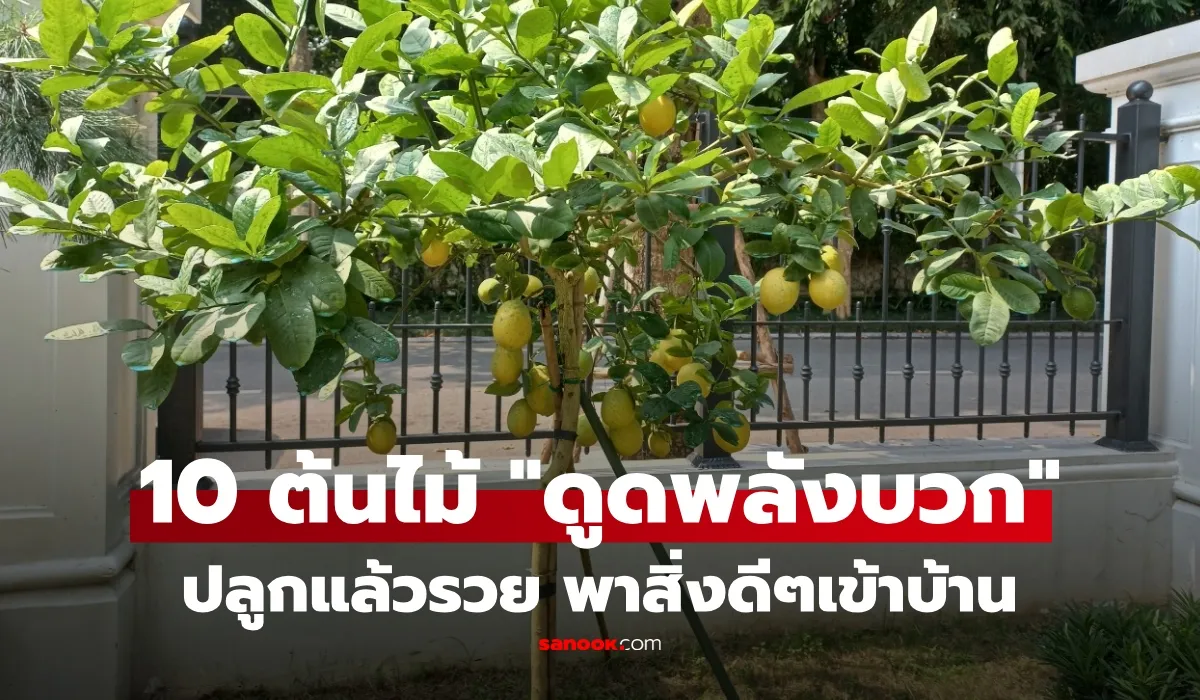 10 ต้นไม้มงคล เสริมพลังงานบวก ตามหลักฮวงจุ้ย ปลูกแล้วนำพาสิ่งดีๆ แก่ผู้อาศัย ดึงดูดโชคลาภ เรียกทรัพย์ สุขภาพดี